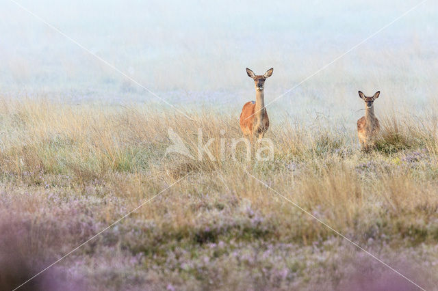 Red Deer (Cervus elaphus)