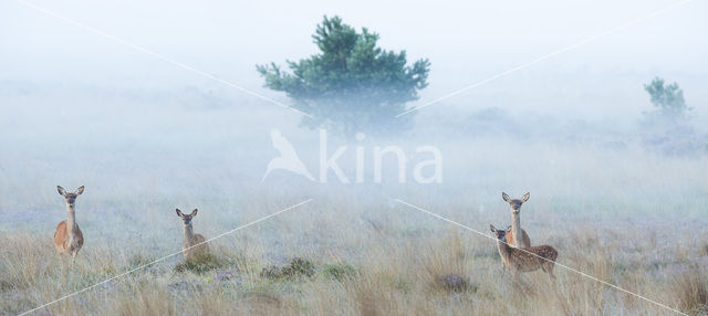 Red Deer (Cervus elaphus)