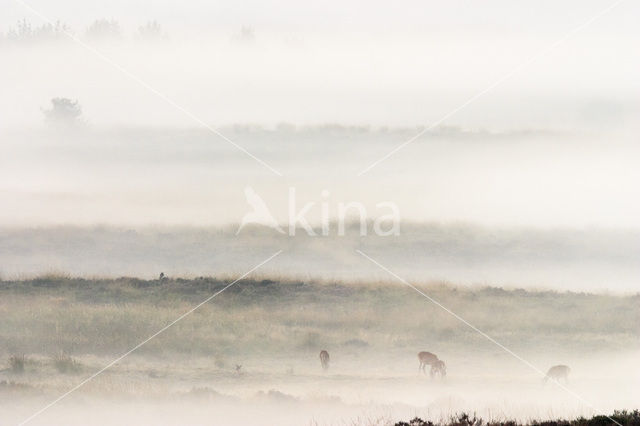 Red Deer (Cervus elaphus)