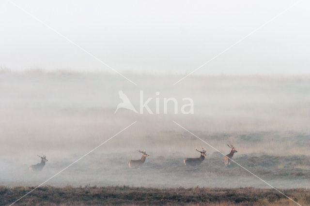 Red Deer (Cervus elaphus)