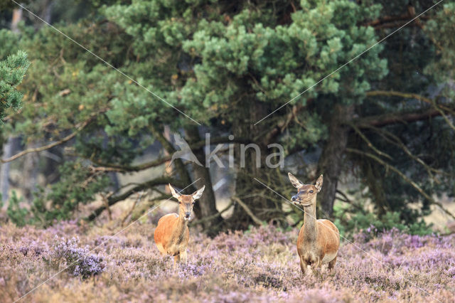 Edelhert (Cervus elaphus)