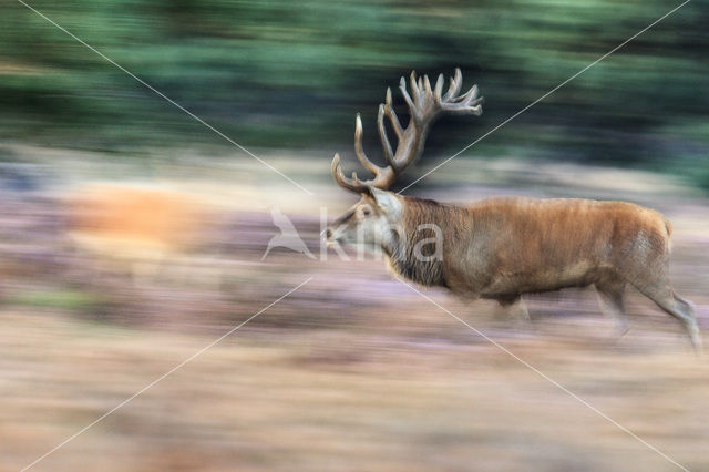 Red Deer (Cervus elaphus)
