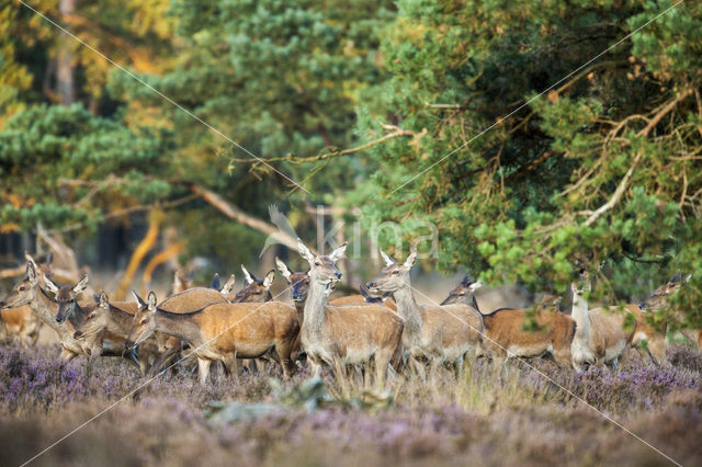Edelhert (Cervus elaphus)