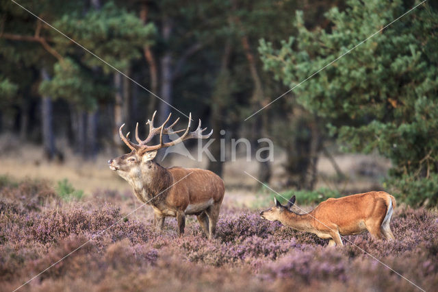 Red Deer (Cervus elaphus)