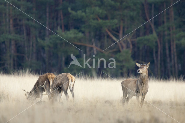 Red Deer (Cervus elaphus)