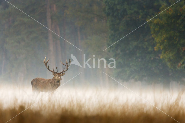 Red Deer (Cervus elaphus)