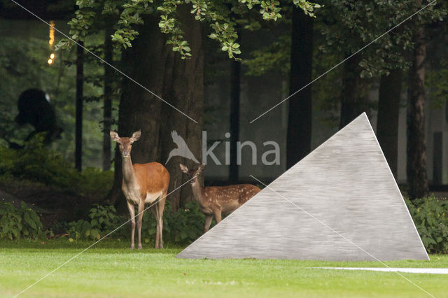 Edelhert (Cervus elaphus)