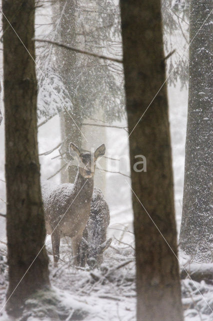 Red Deer (Cervus elaphus)