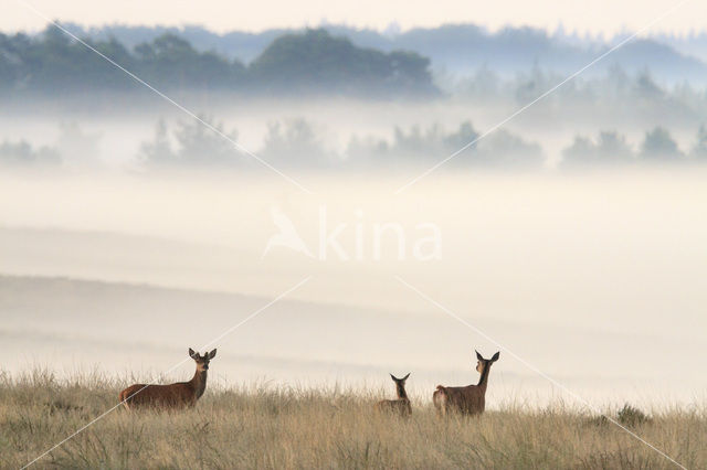 Red Deer (Cervus elaphus)