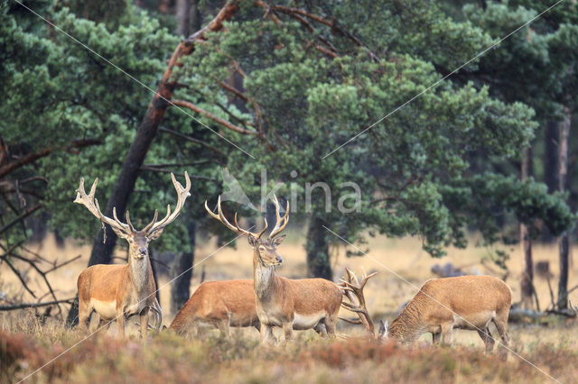 Red Deer (Cervus elaphus)
