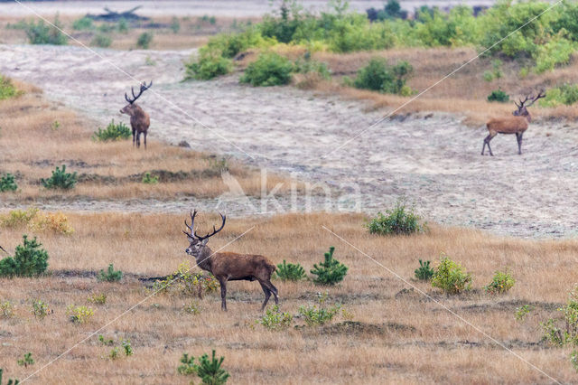 Red Deer (Cervus elaphus)