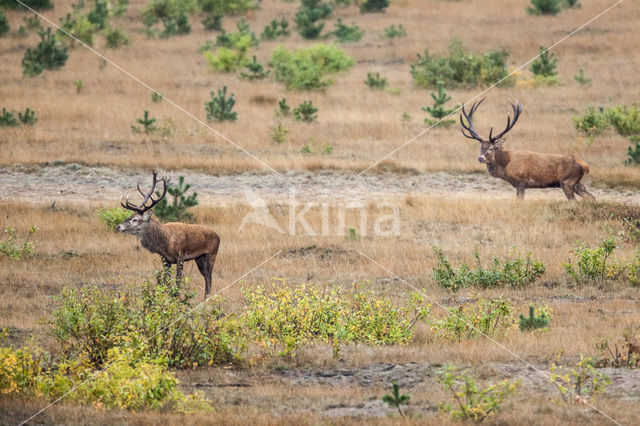 Edelhert (Cervus elaphus)