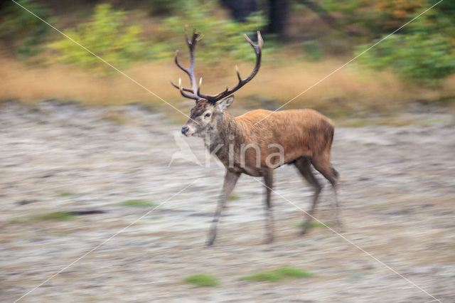 Red Deer (Cervus elaphus)