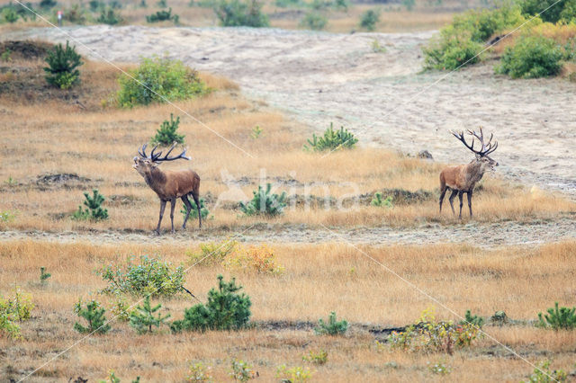 Edelhert (Cervus elaphus)