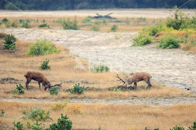 Red Deer (Cervus elaphus)