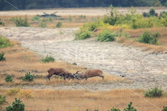 Edelhert (Cervus elaphus)