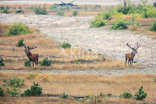 Red Deer (Cervus elaphus)