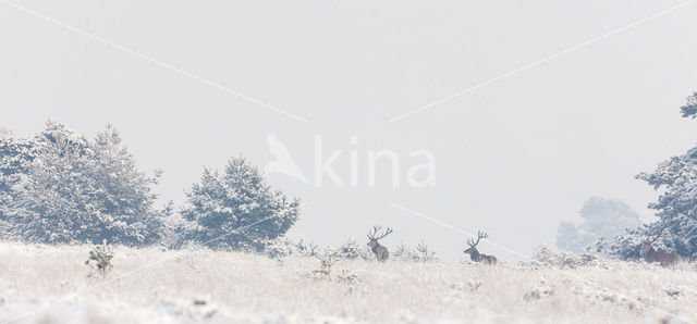 Red Deer (Cervus elaphus)