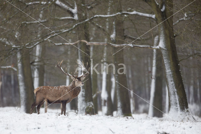 Edelhert (Cervus elaphus)