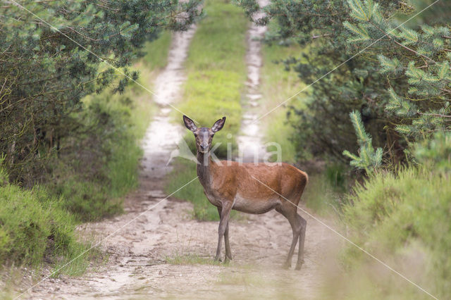 Red Deer (Cervus elaphus)