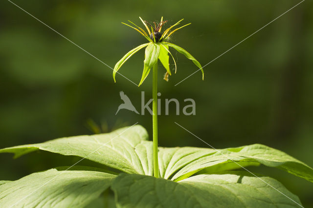Eenbes (Paris quadrifolia)