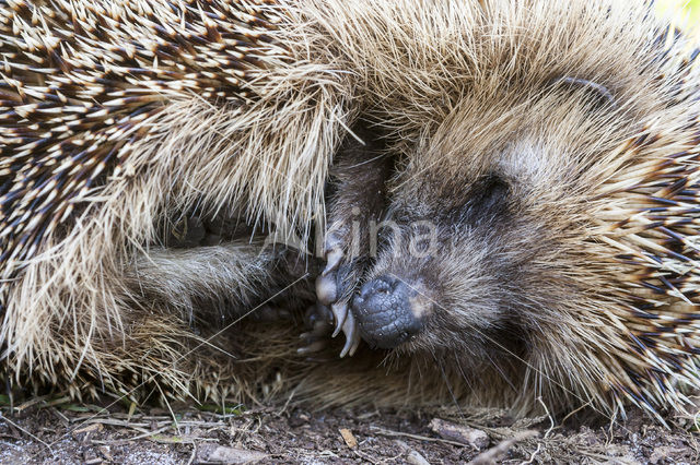 Egel (Erinaceus europaeus)