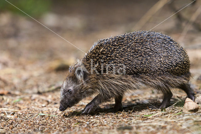 Hedgehog (Erinaceus europaeus)