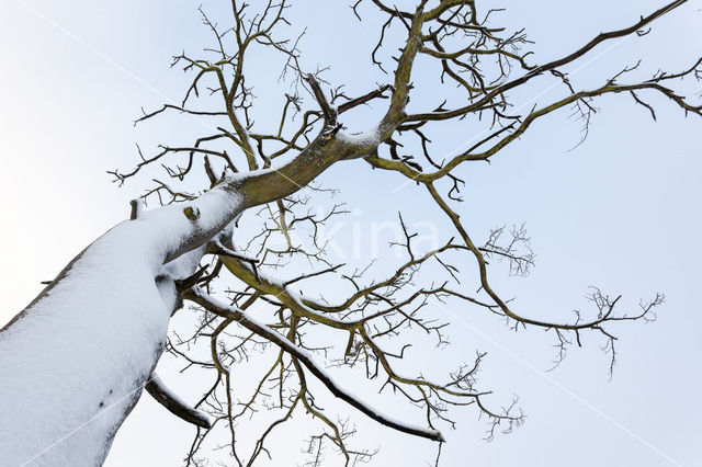 Oak (Quercus)