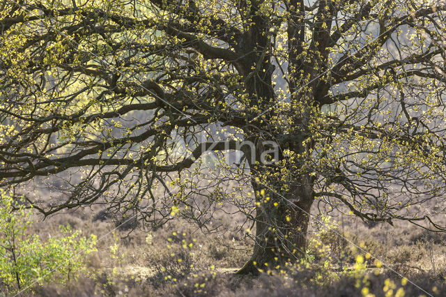 Oak (Quercus)