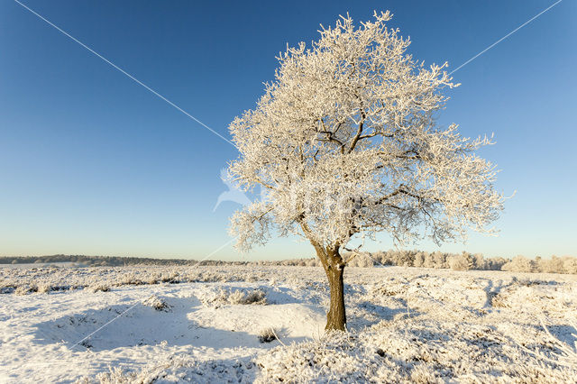 Oak (Quercus)