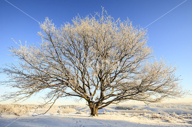 Oak (Quercus)