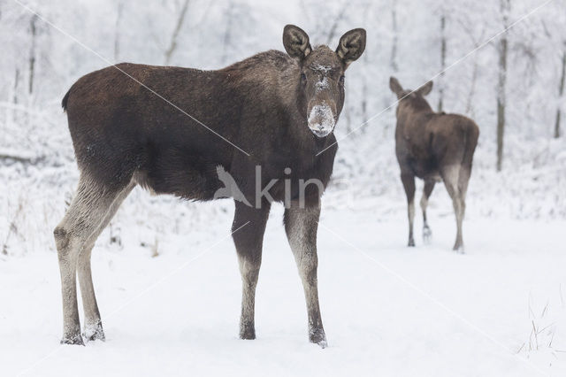 Eland (Alces alces)