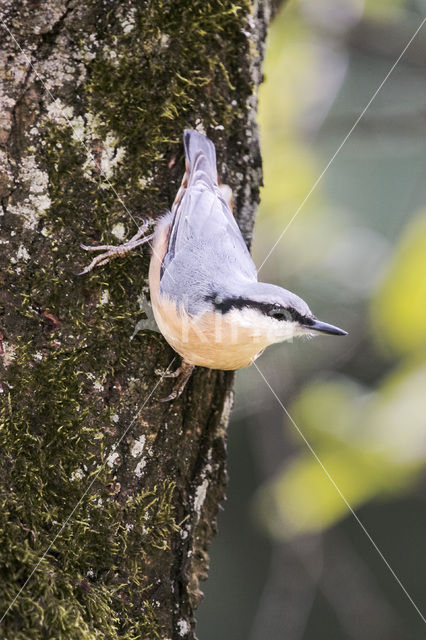 Eurasian Nuthatch (Sitta europaea)