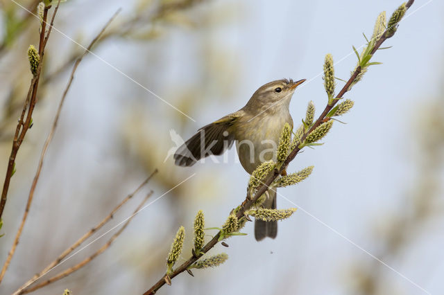Willow Warbler (Phylloscopus trochilus)