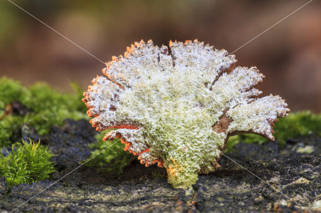 Franjezwam (Thelephora spec.)