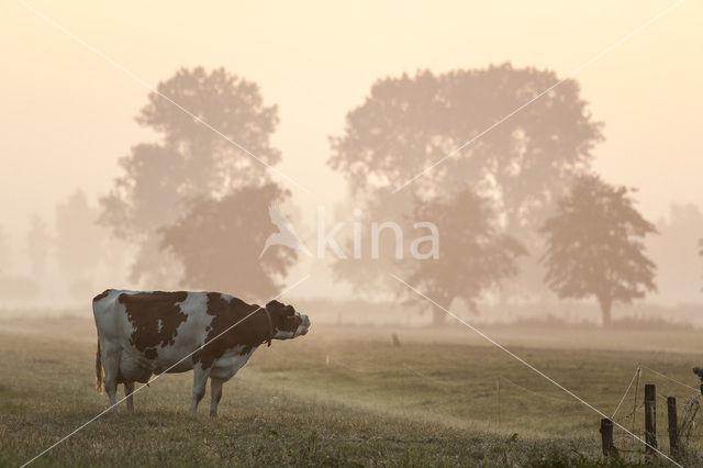 red-and-white Cow (Bos domesticus)