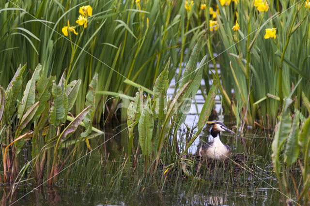 Great Crested Grebe (Podiceps cristatus)