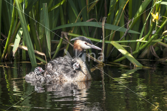 Great Crested Grebe (Podiceps cristatus)