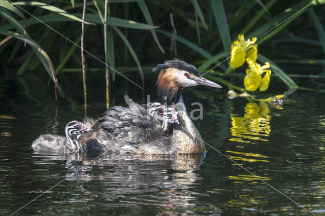 Great Crested Grebe (Podiceps cristatus)