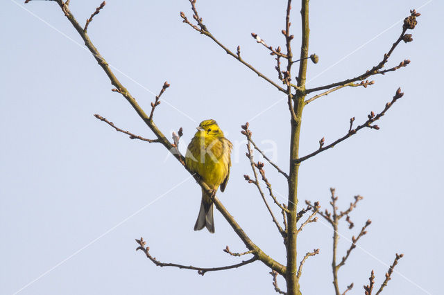 Yellowhammer (Emberiza citrinella)