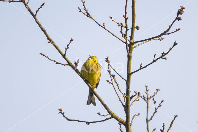 Geelgors (Emberiza citrinella)