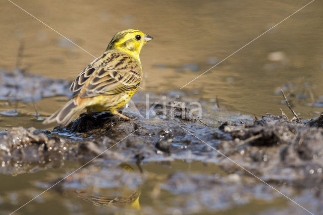 Yellowhammer (Emberiza citrinella)