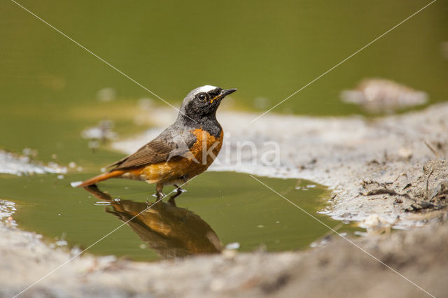 Gekraagde Roodstaart (Phoenicurus phoenicurus)