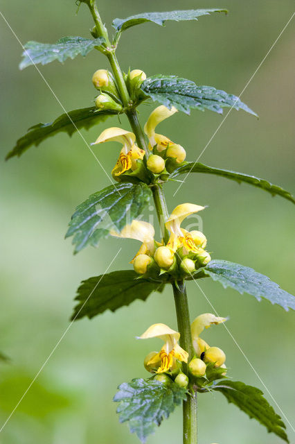 Gele dovenetel (Lamiastrum galeobdolon)