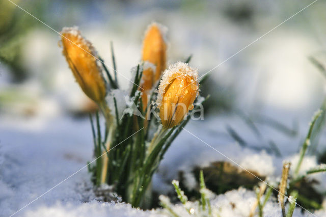 Yellow Crocus (Crocus ancyrensis)