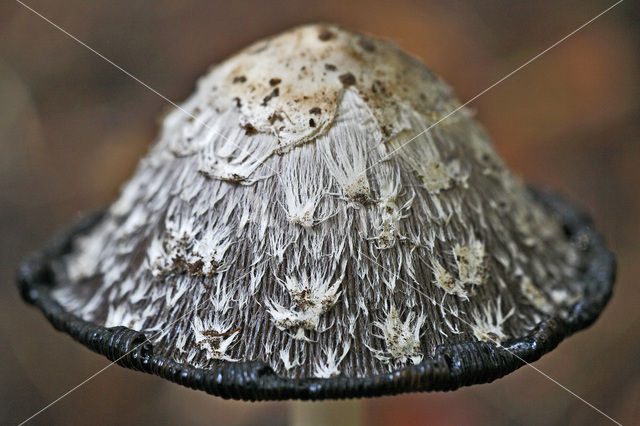 Shaggy Inkcap (Coprinus comatus var. comatus)