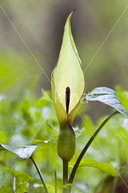 Gevlekte aronskelk (Arum maculatum)