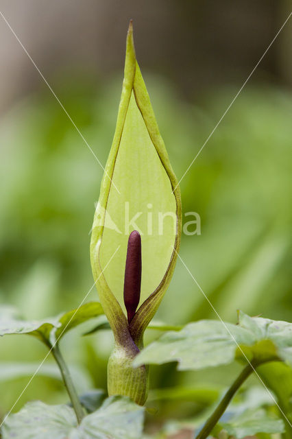 Gevlekte aronskelk (Arum maculatum)