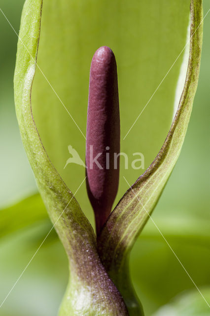 Gevlekte aronskelk (Arum maculatum)