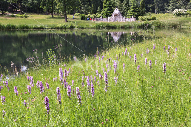 Spotted orchid (Dactylorhiza maculata)